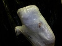 wrapped antique lantern jockey : overnight, home delivery, ground service, stamps